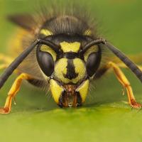 Common Wasp 2 